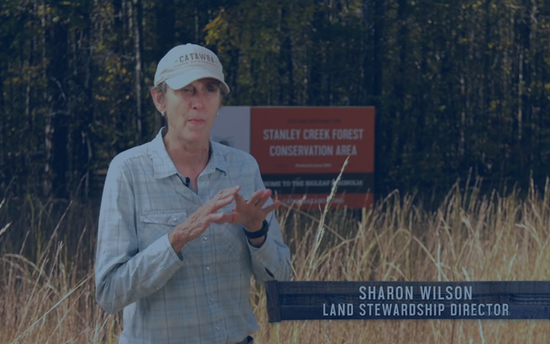 branding-video: SHARON WILSON